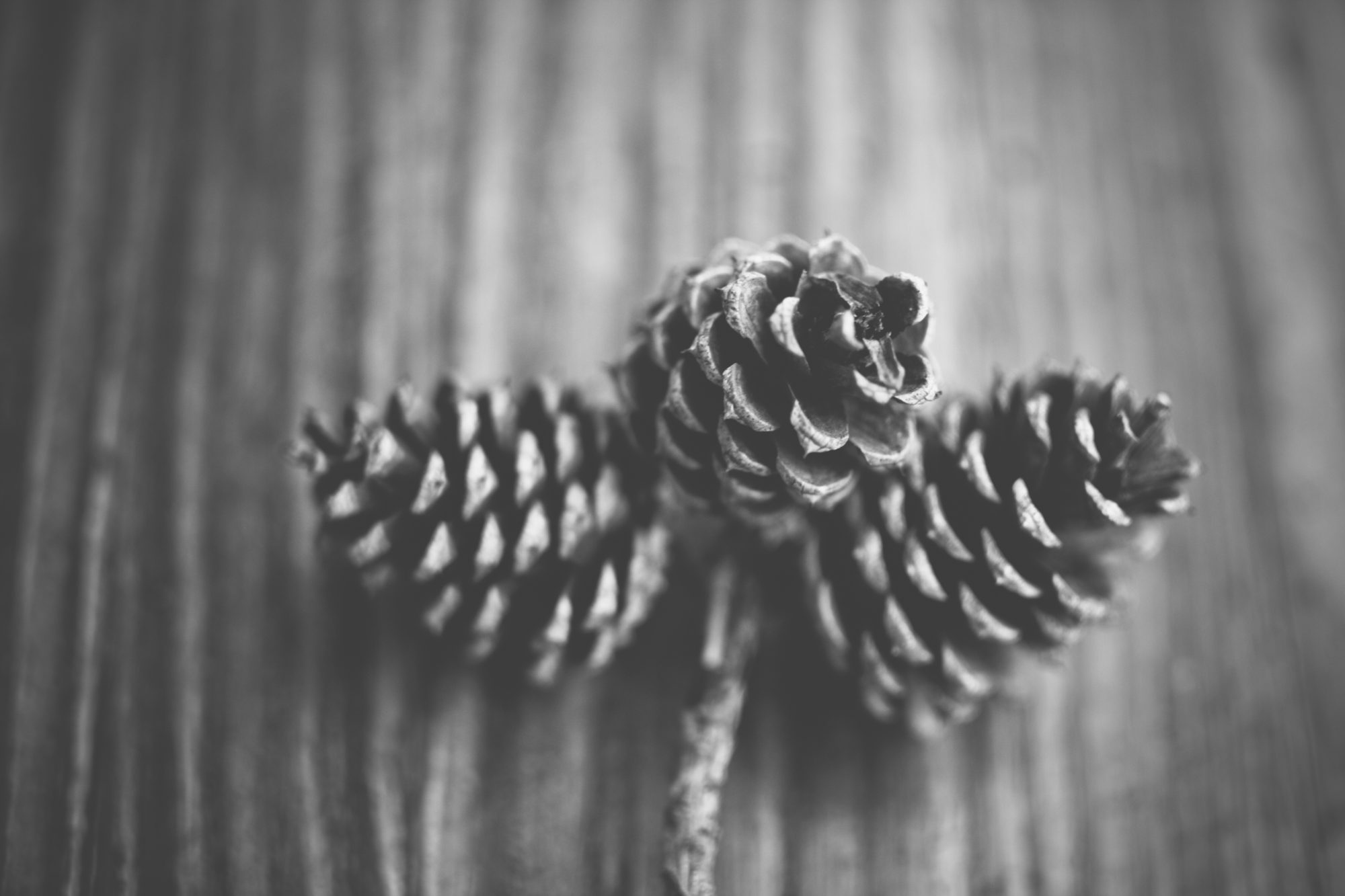 Austin Womb Service — holistic midwife and birth doula care in Austin, Texas