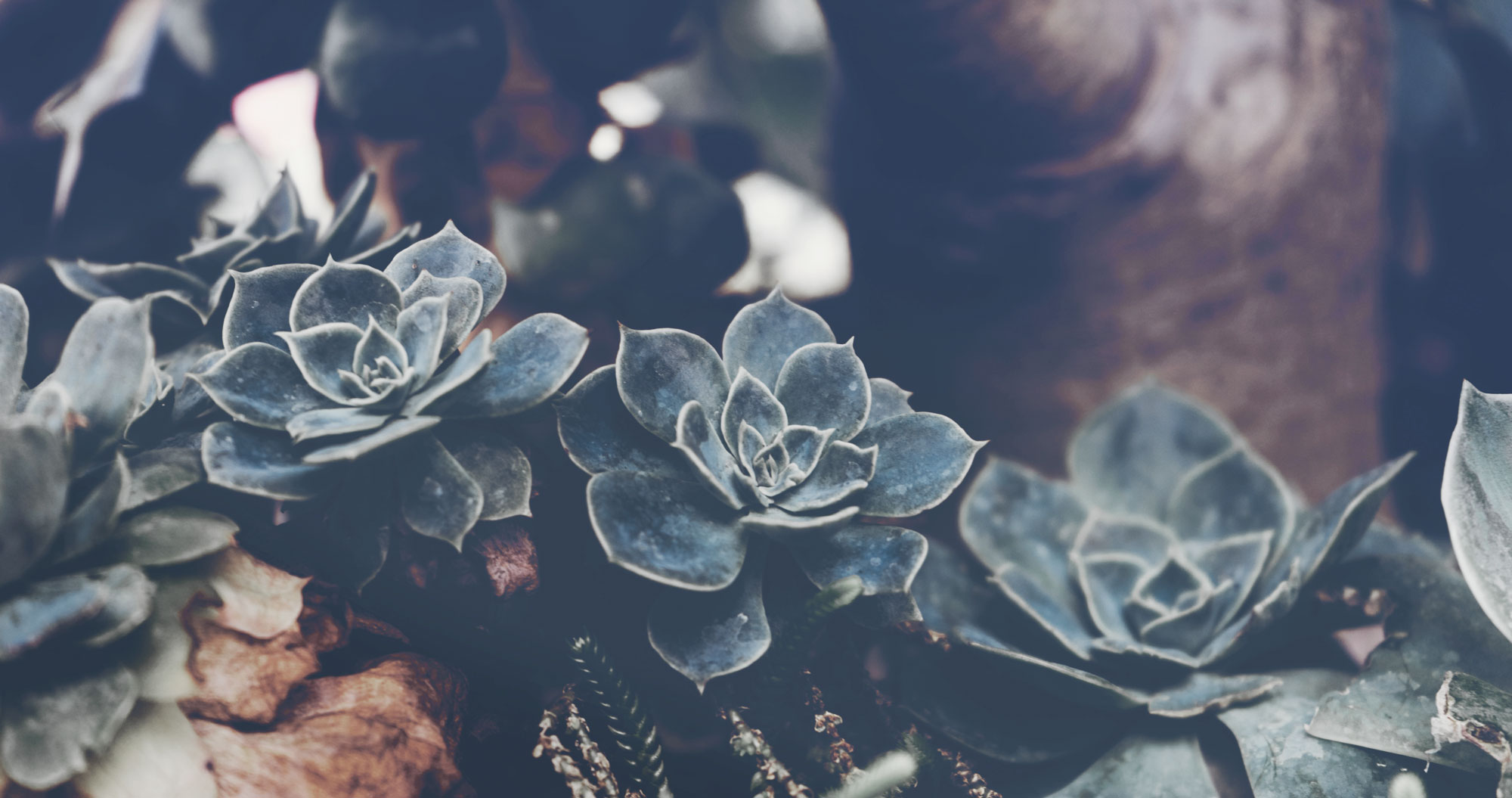 Austin Womb Service — holistic midwife and birth doula care in Austin, Texas